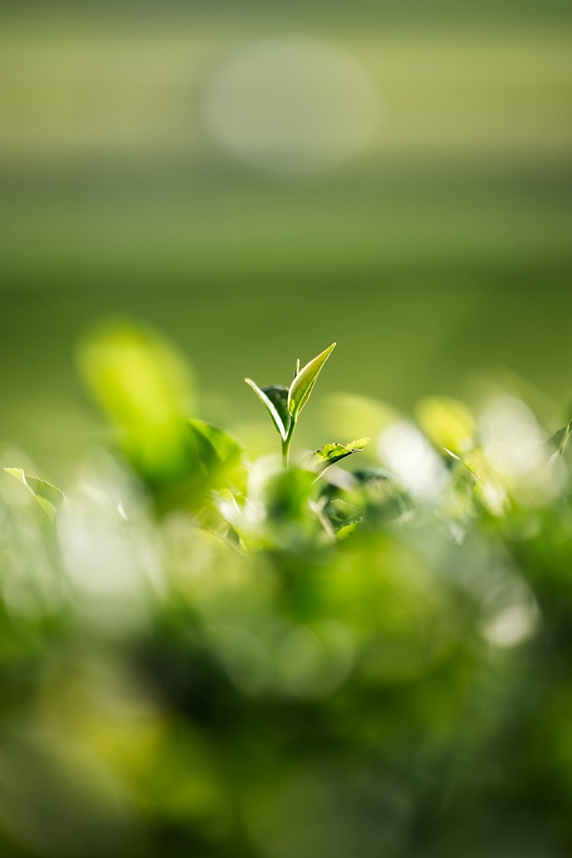 NAMIKO×NIKKOR Z 70-180mm f/2.8作品