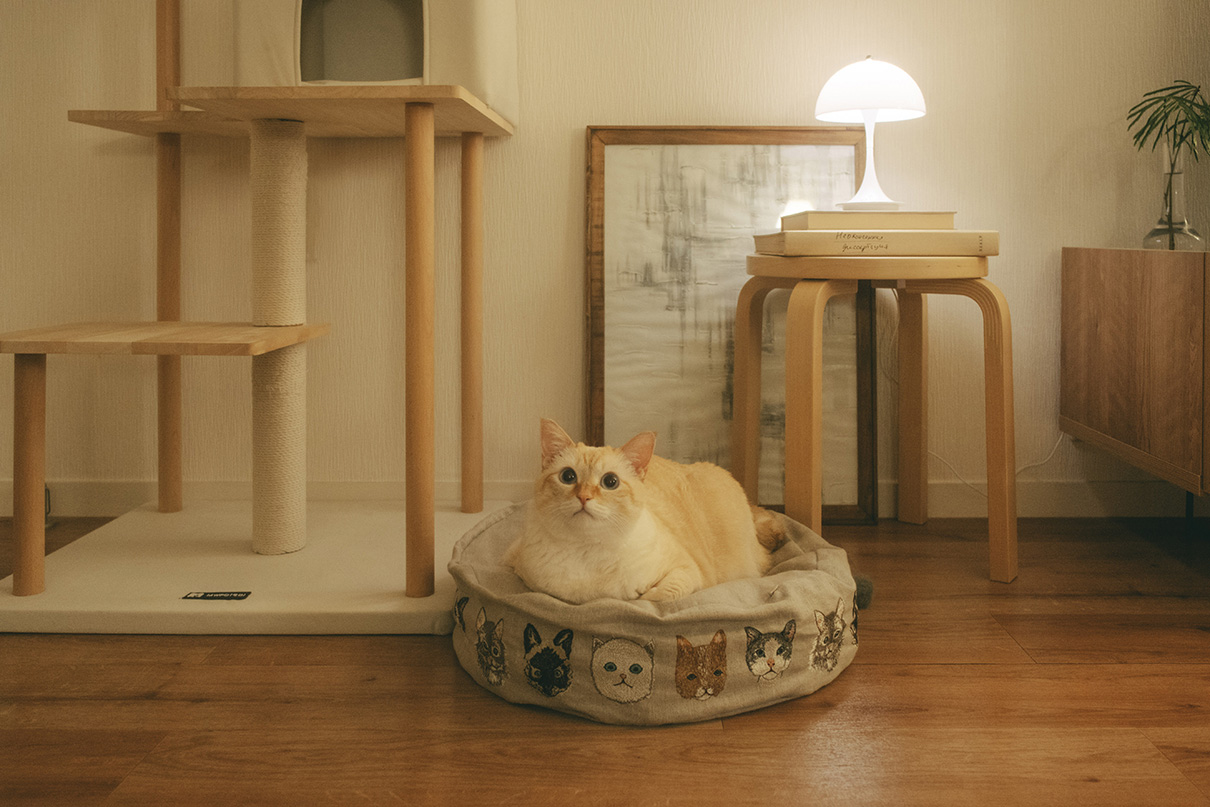 加藤 光×NIKKOR Z DX 16-50mm f/2.8 VR作品