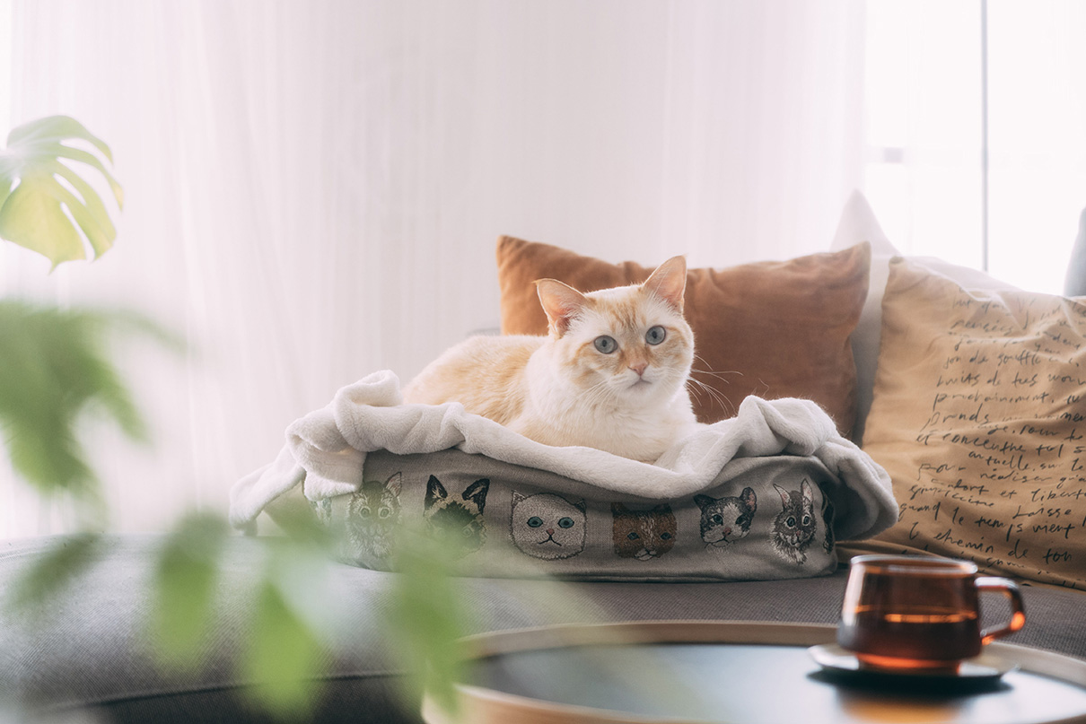 加藤 光×NIKKOR Z DX 16-50mm f/2.8 VR作品