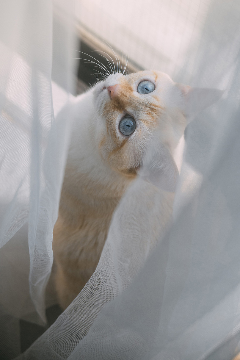 加藤 光×NIKKOR Z DX 16-50mm f/2.8 VR作品