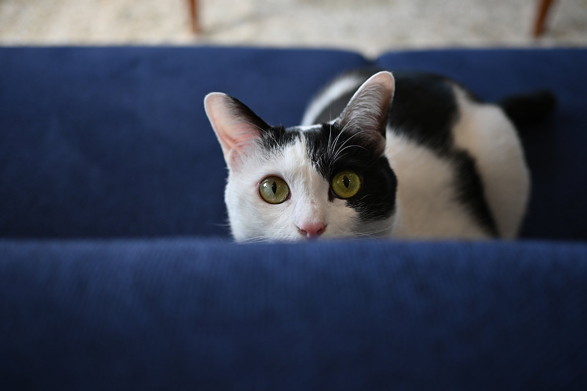 鎌田 風花×NIKKOR Z DX 24mm f/1.7作品