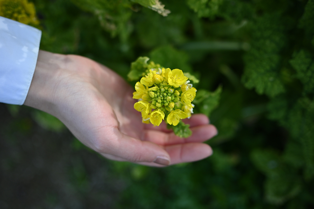 鎌田 風花×NIKKOR Z DX 24mm f/1.7作品