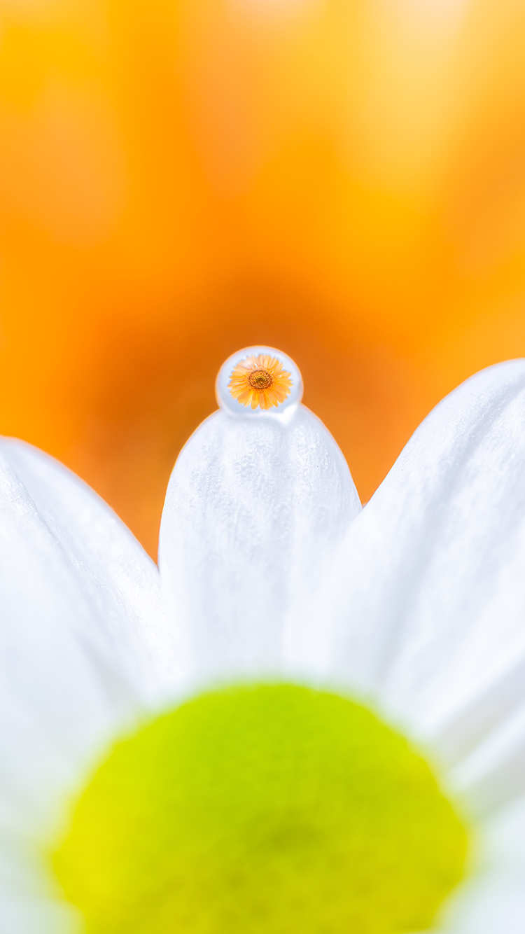 6151×NIKKOR Z DX MC 35mm f/1.7作品