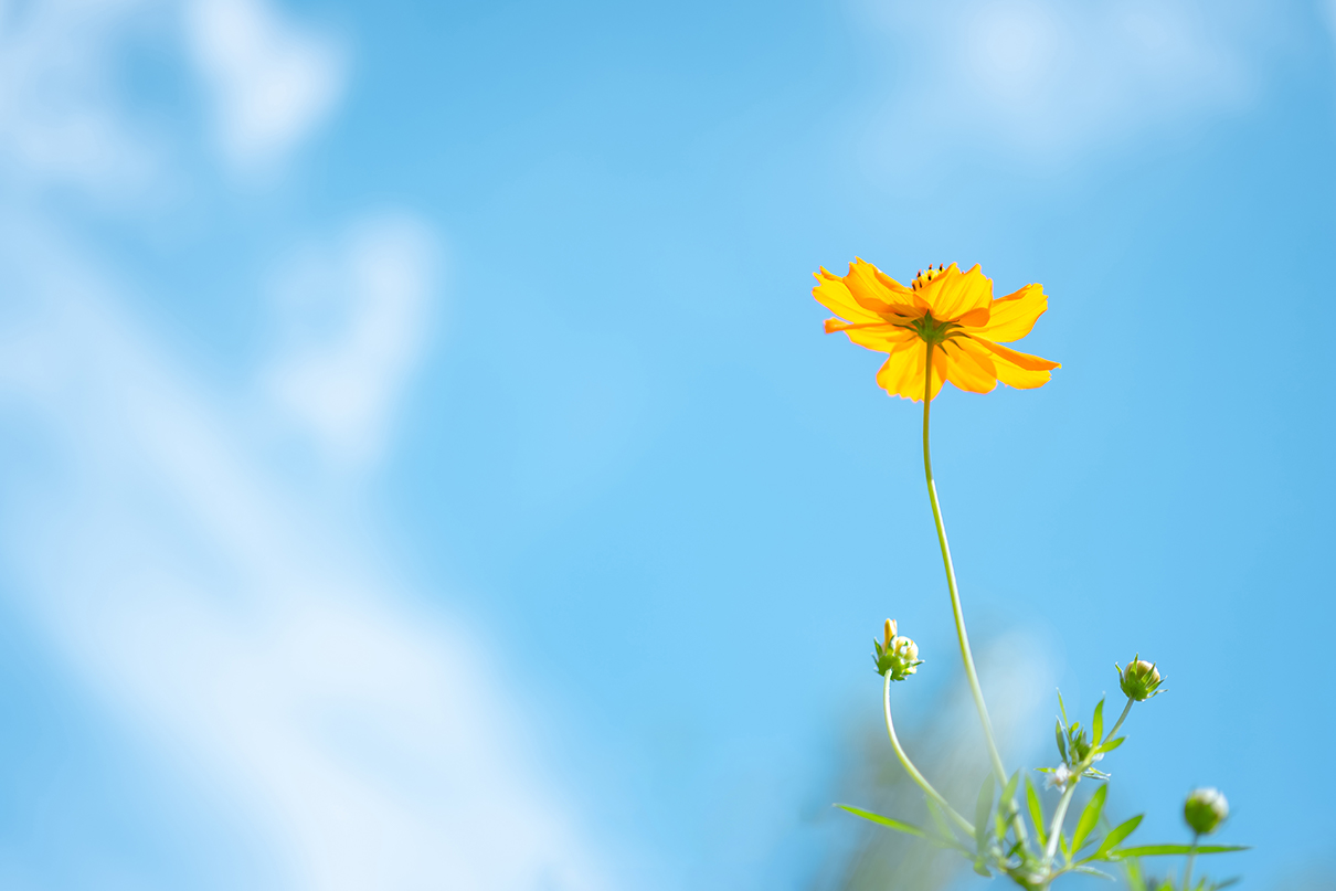 6151×NIKKOR Z DX MC 35mm f/1.7作品