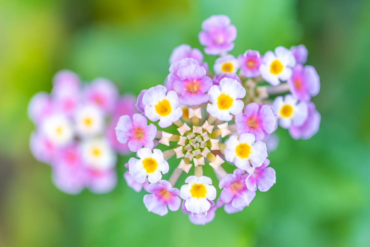 6151×NIKKOR Z DX MC 35mm f/1.7作品