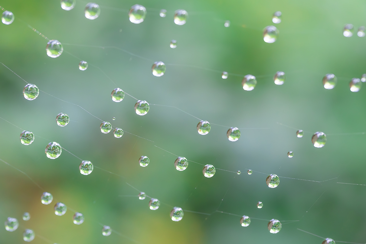 6151×NIKKOR Z DX MC 35mm f/1.7作品