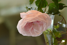 使用レンズ： AF-S NIKKOR 50mm f/1.8G