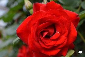 使用レンズ： AF-S DX NIKKOR 35mm f/1.8G