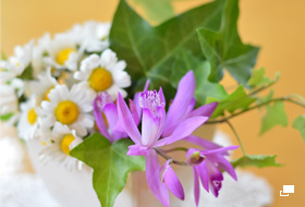 使用レンズ： AF-S NIKKOR 50mm f/1.8G