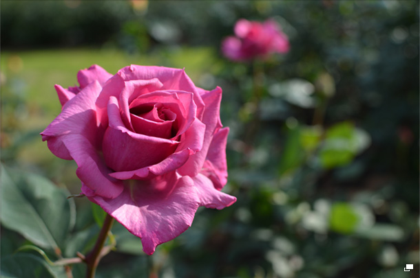 使用レンズ： AF-S DX NIKKOR 35mm f/1.8G