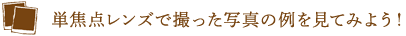 単焦点レンズで撮った写真の例を見てみよう！