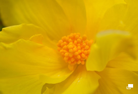 使用レンズ： AF-S Micro NIKKOR 60mm f/2.8G ED