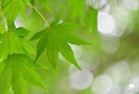 使用レンズ： AF-S Micro NIKKOR 60mm f/2.8G ED