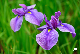 使用レンズ： AF-S Micro NIKKOR 60mm f/2.8G ED