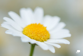 使用レンズ： AF-S DX Micro NIKKOR 85mm f/3.5G ED VR