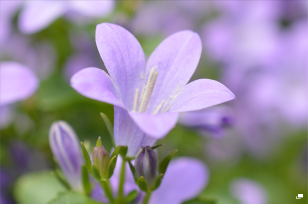 使用レンズ： AF-S DX Micro NIKKOR 40mm f/2.8G