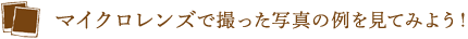 マイクロレンズで撮った写真の例を見てみよう！