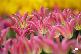 使用レンズ： AF-S DX NIKKOR 55-300mm f/4.5-5.6G ED VR