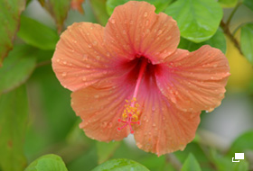 使用レンズ： AF-S DX NIKKOR 55-300mm f/4.5-5.6G ED VR