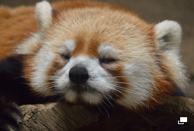 使用レンズ： AF-S DX NIKKOR 18-300mm f/3.5-5.6G ED VR