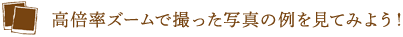 高倍率ズームで撮った写真の例を見てみよう！