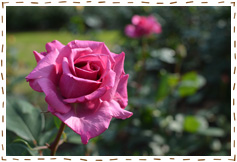 使用レンズ： AF-S DX NIKKOR 35mm f/1.8G