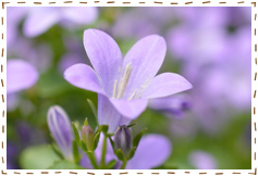 使用レンズ： AF-S DX Micro NIKKOR 40mm f/2.8G