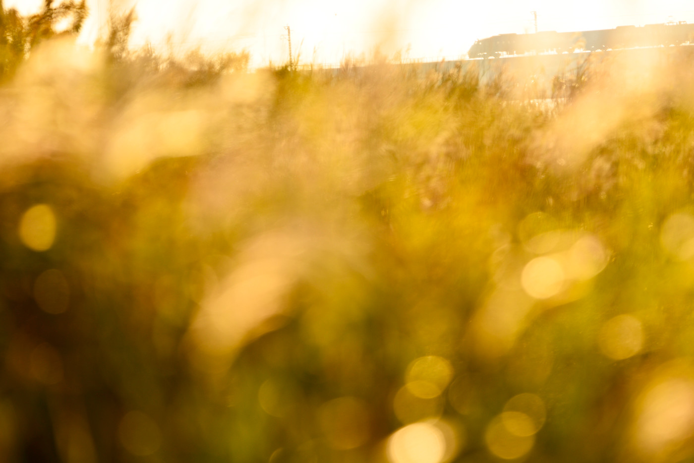 日は少し高くなっていたが、小さな波ひとつひとつに太陽が映ることで水面全体が輝いているように見える。