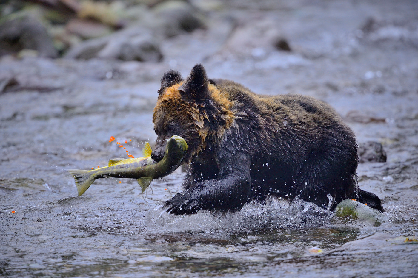 ボディーは、厳しい環境下でも使い慣れたD4。