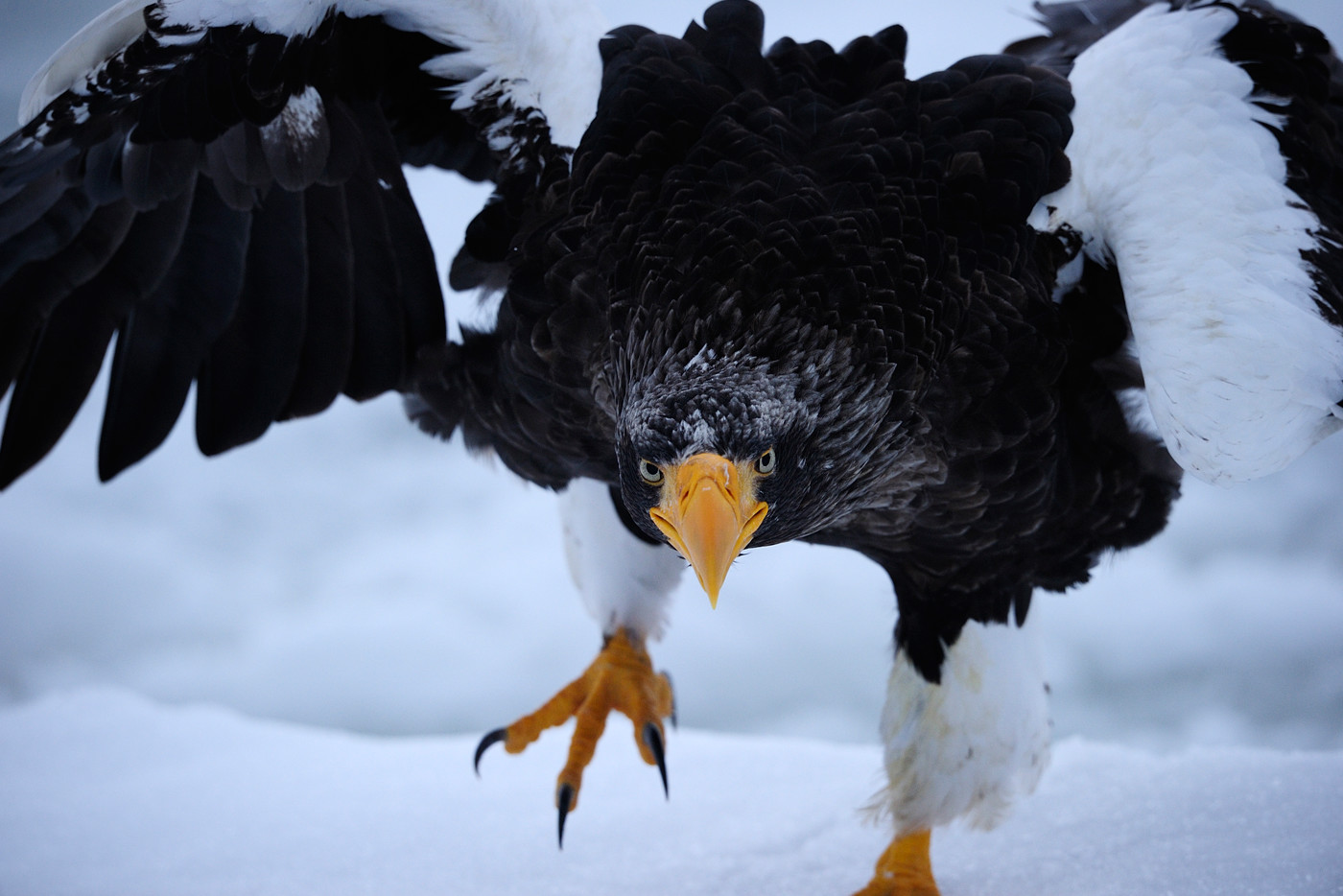移動と待機を繰り返してシャッターをきり続ける。