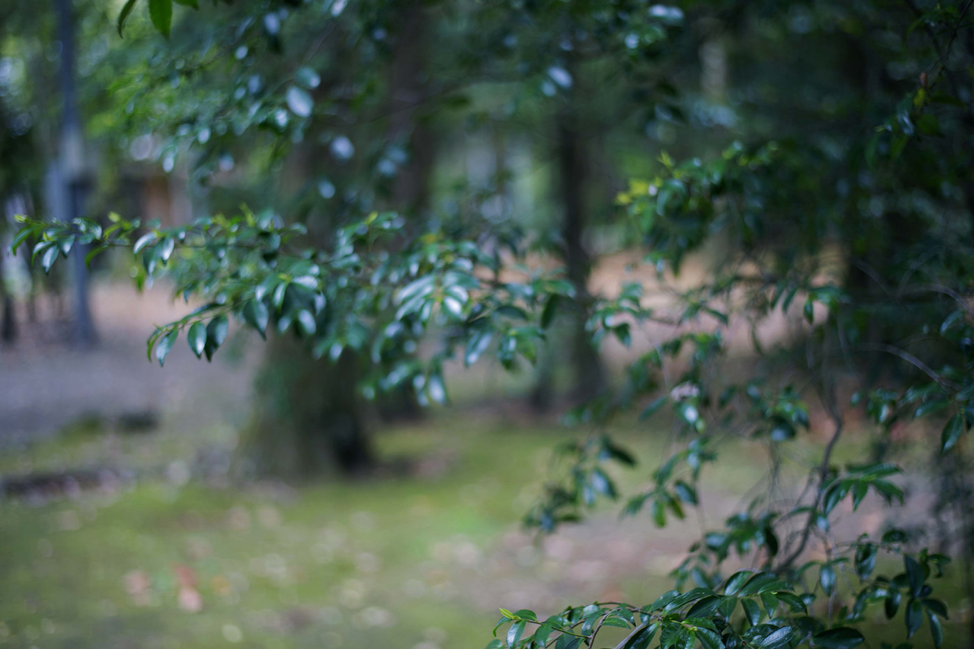 今回向かったのは、佐賀県鳥栖(とす)市、牛原(うしわら)町の“獅子舞”。