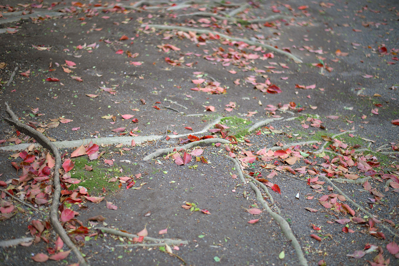 まず“獅子つり”と呼ばれる子供ふたりが口上を述べ、舞いを舞う。