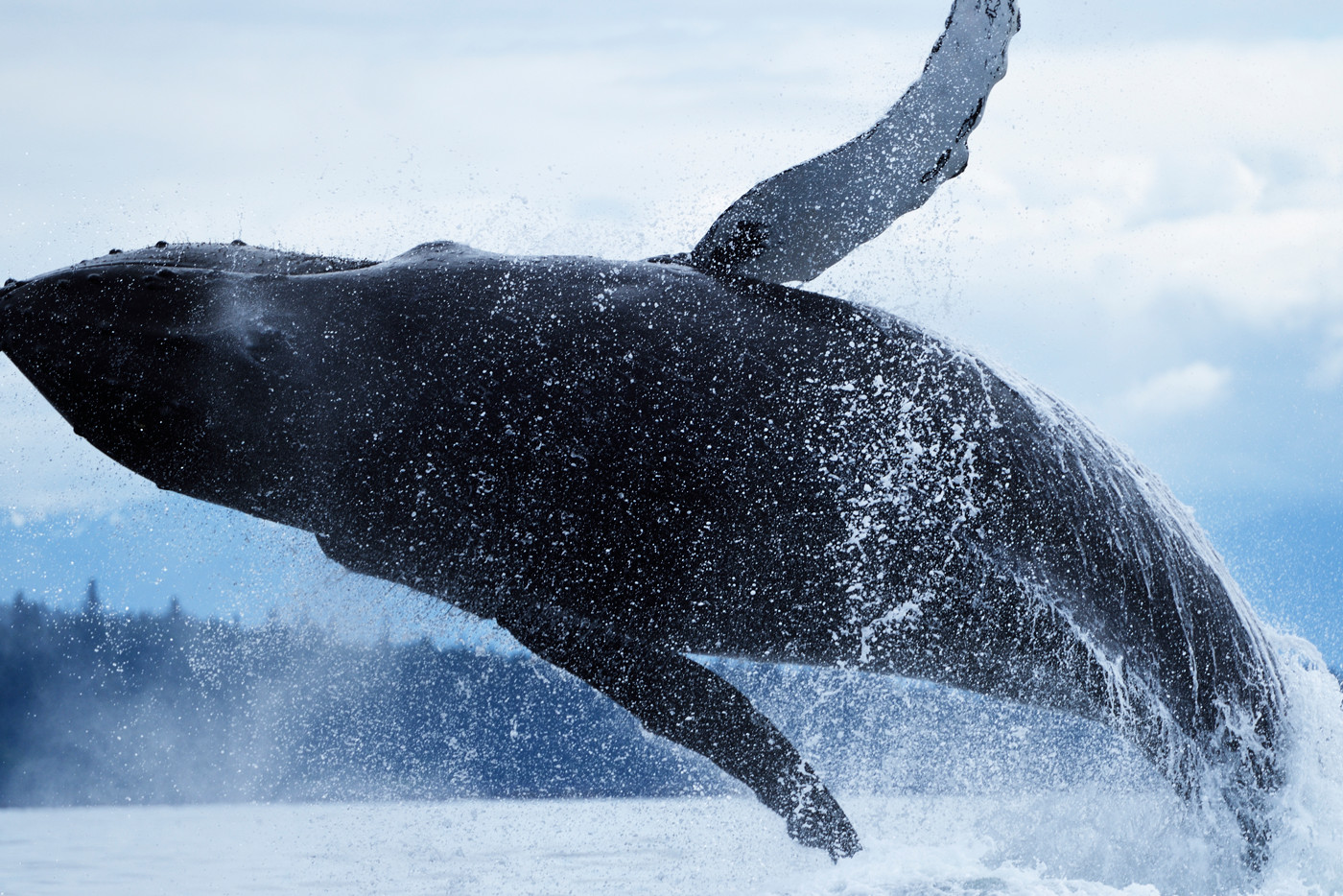 暖流がもたらす暖かく雨の多い気候がこの一帯に世界最大級の温帯雨林と豊かな生態系を生み出している。