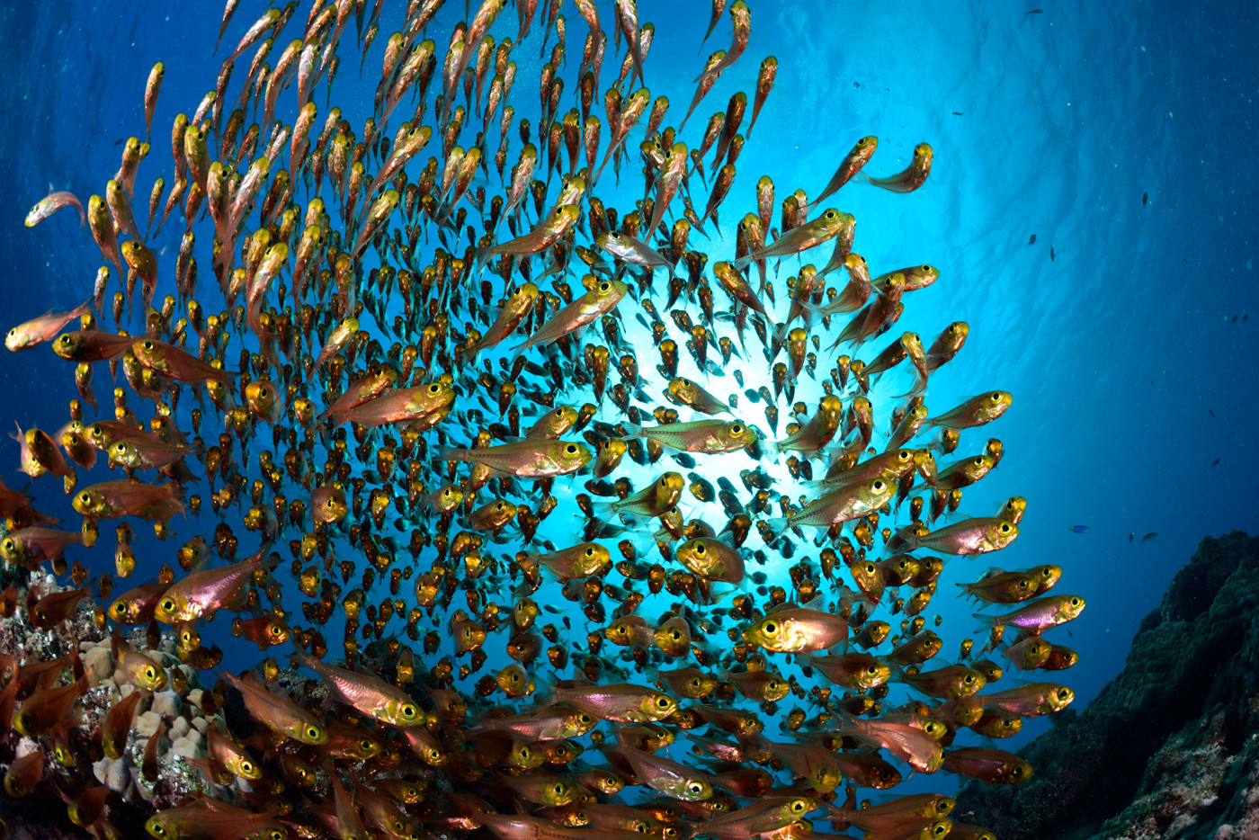 目指した被写体は、広く白い砂地の中のオアシスとなっているサンゴに身を隠す“キンメモドキ”の群れ。