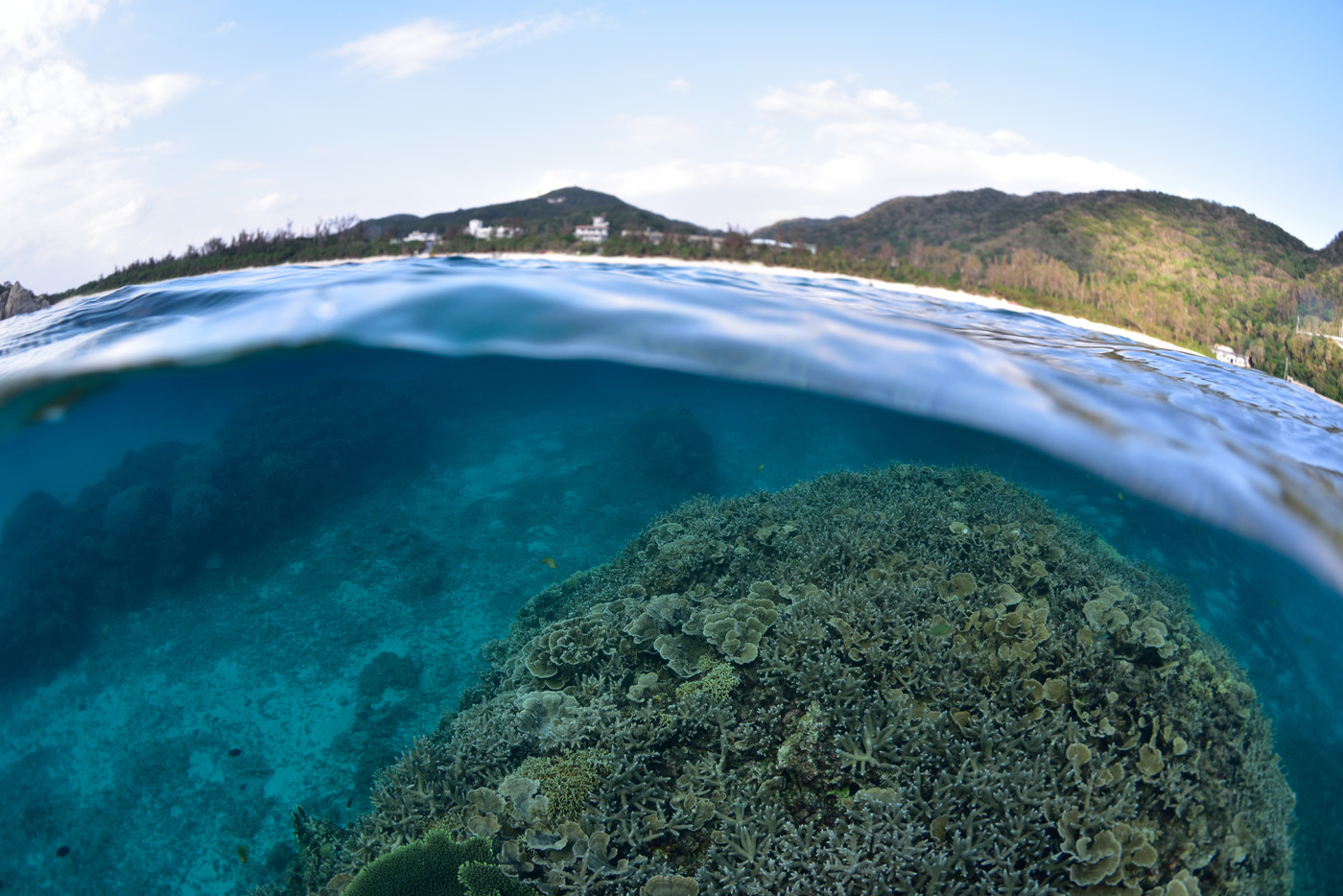 水中撮影は、大幅な減光、色彩の変化、浮遊物の映り込みなど、水上では考えられない厳しい条件が強いられる。