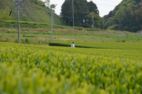 新緑の中、撮影ポジションを探る