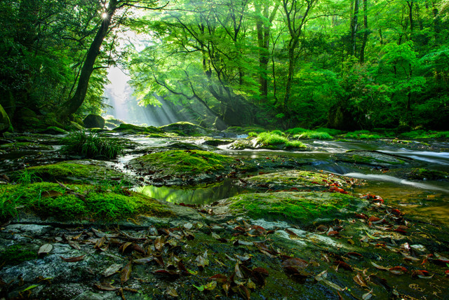 作品4：熊本県、菊池渓谷
