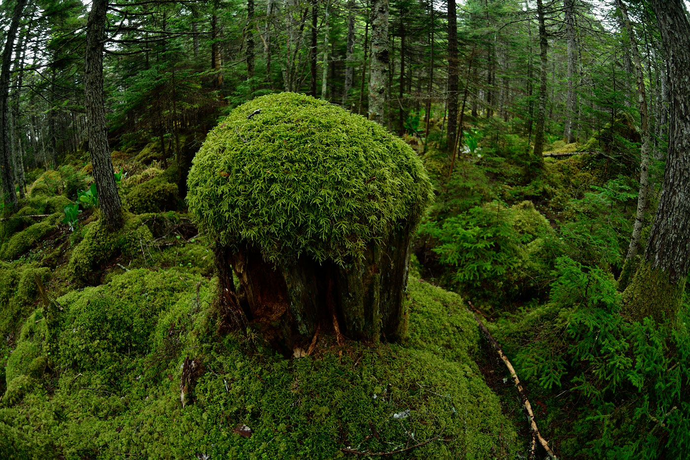 作品2：春国岱の森、切り株に苔が密生している
