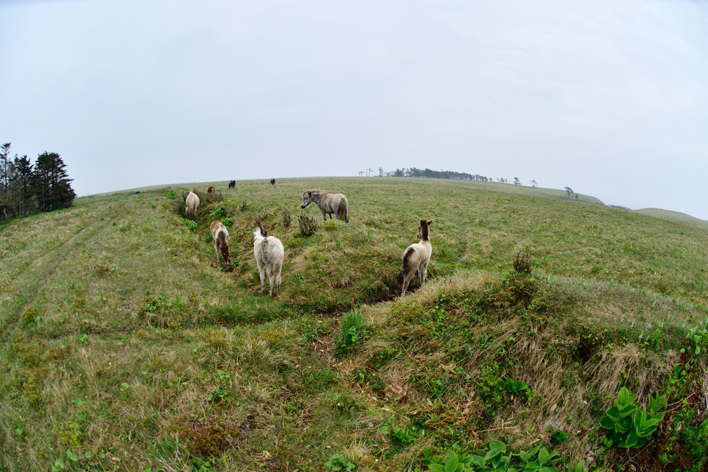 作品4：落石の牧場と馬たち
