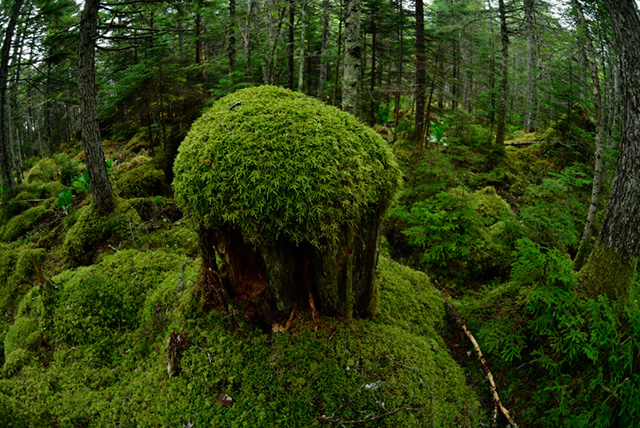 作品2：春国岱の森、切り株に苔が密生している