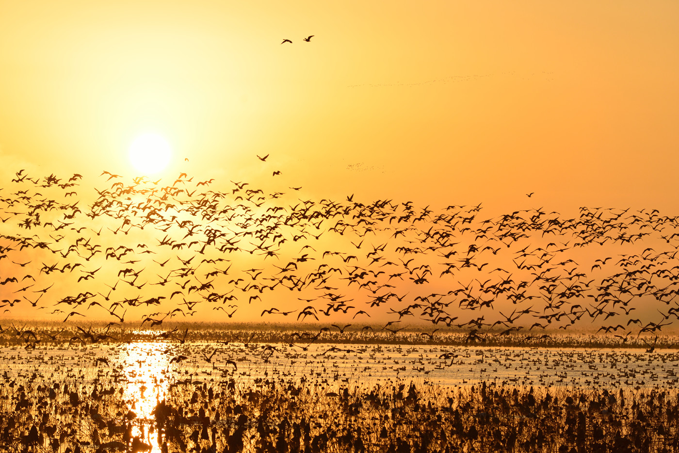ついに待ち望んだこの日一番の大きな群れが迫ってくる。