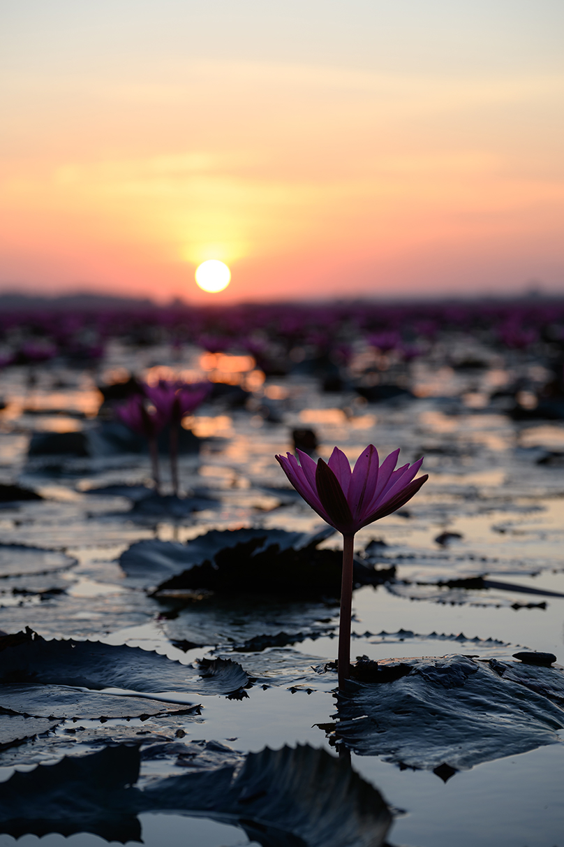 しふぉん Shiho Kawahara×NIKKOR Z 24-120mm f/4 S作品