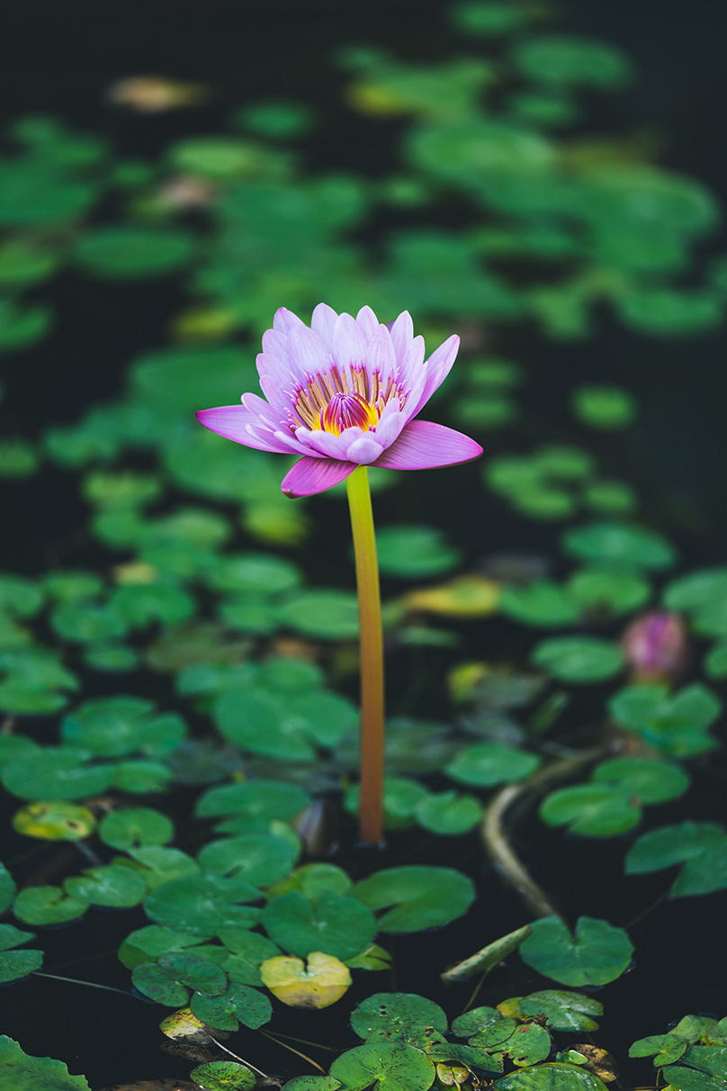 Shohki Eno×NIKKOR Z 70-200mm f/2.8 VR S II作品