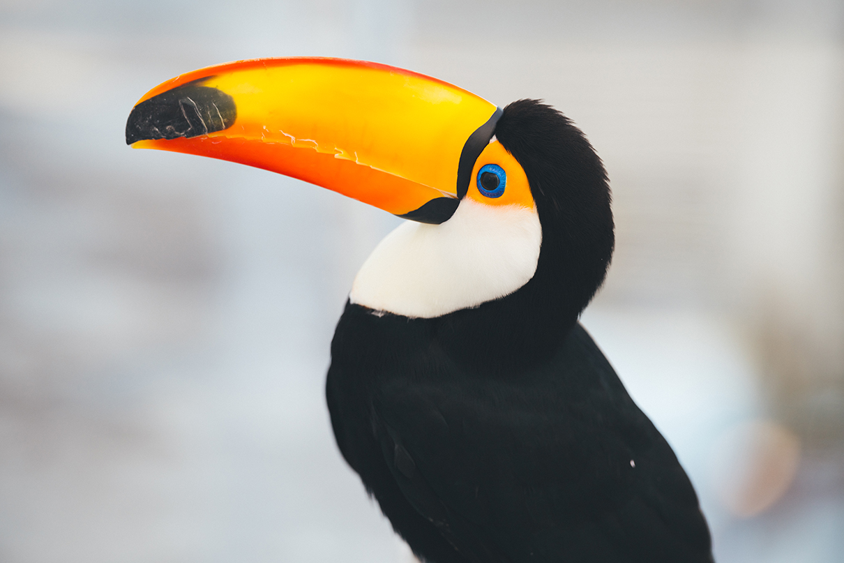 Shohki Eno×NIKKOR Z 70-200mm f/2.8 VR S II作品