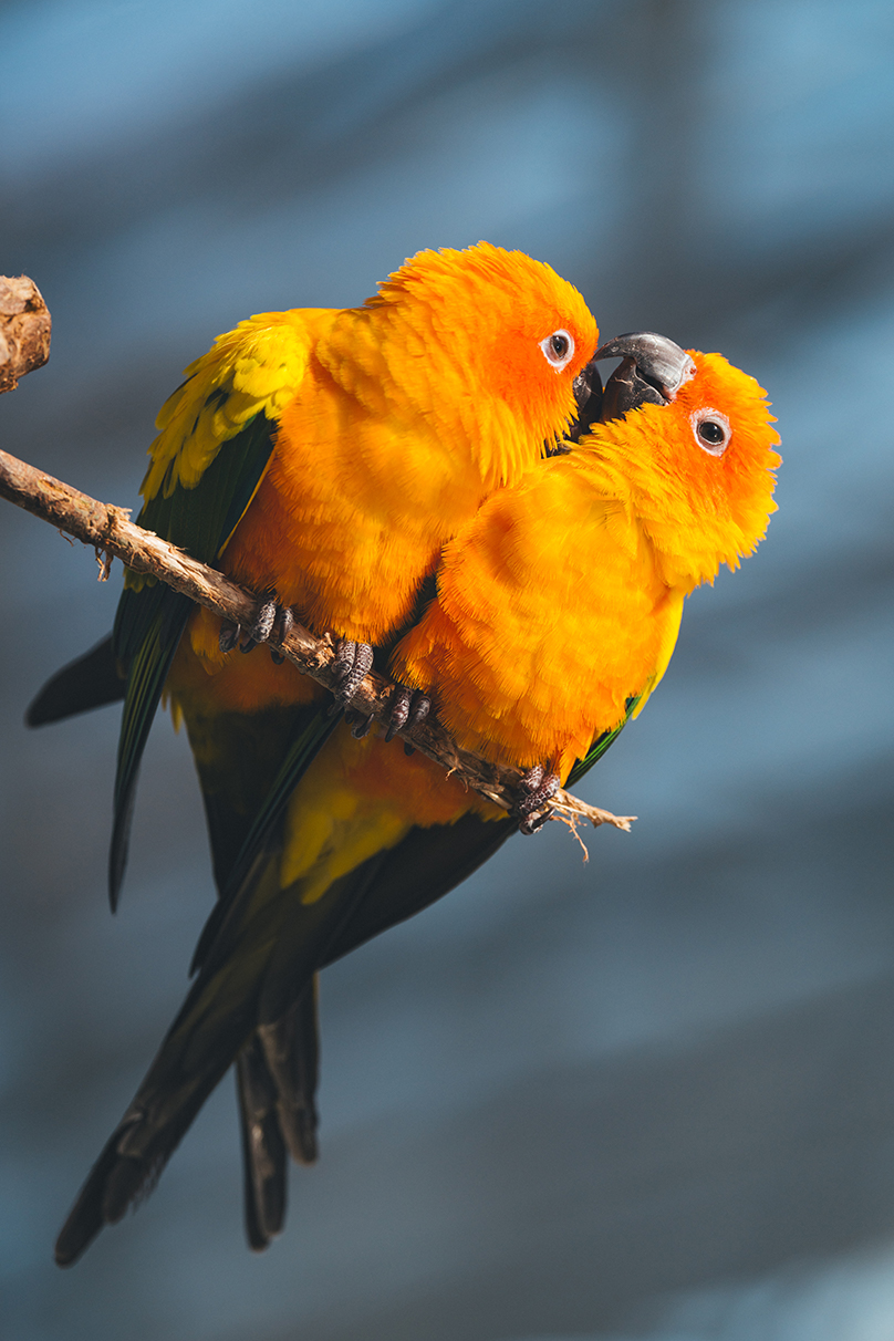 Shohki Eno×NIKKOR Z 70-200mm f/2.8 VR S II作品