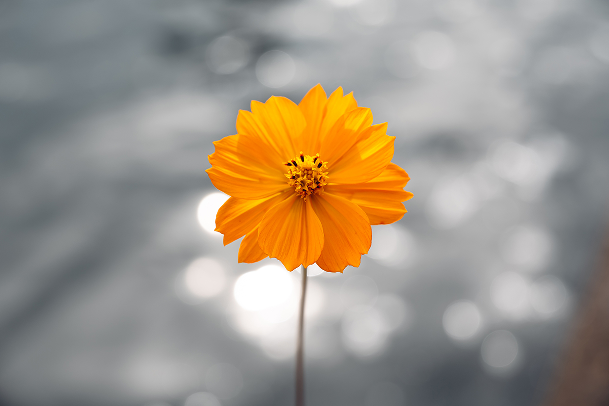 しふぉん Shiho Kawahara×NIKKOR Z 24-105mm f/4-7.1作品