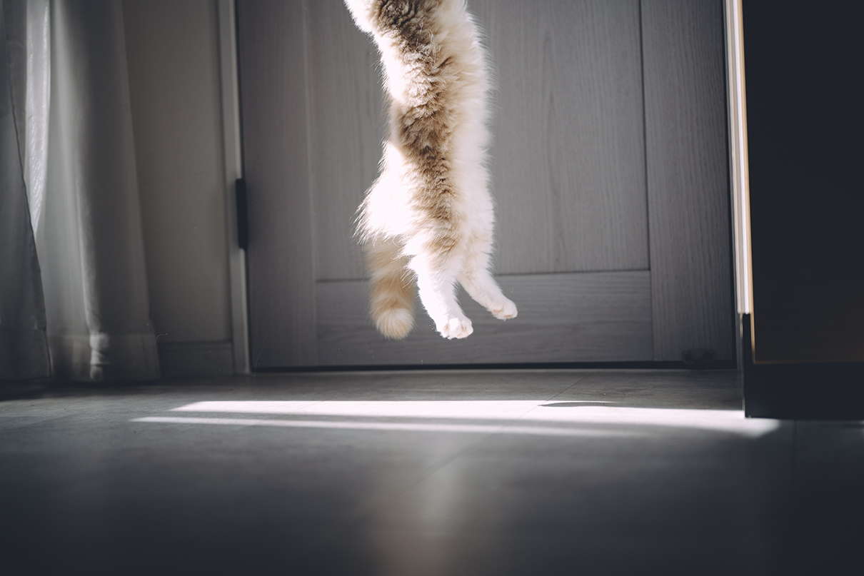 広谷 勇樹 Yuki Hirotani×NIKKOR Z 50mm f/1.8 S作品