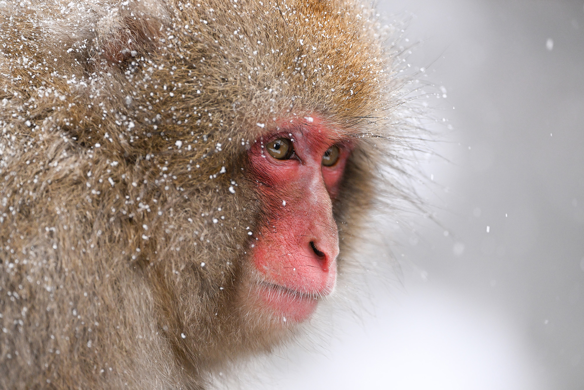 NIKKOR Z 100-400mm f/4.5-5.6 VR Sメイン作例写真