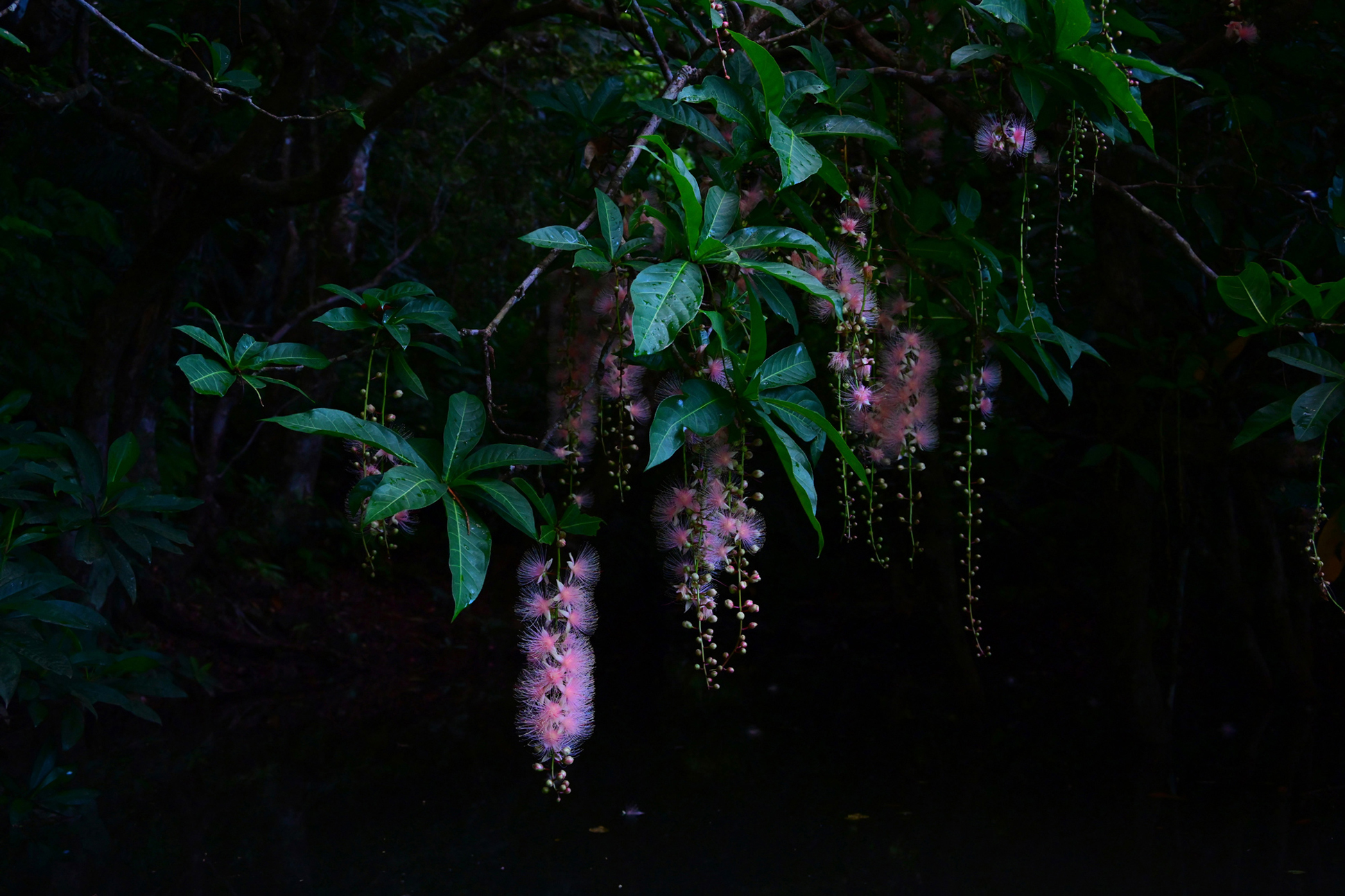 NIKKOR Z 24-200mm f/4-6.3 VRメイン作例写真