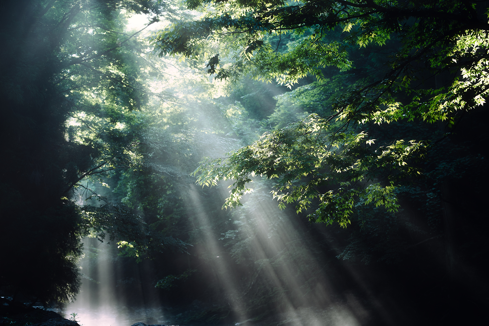 NIKKOR Z 24-70mm f/2.8 S IIメイン作例写真